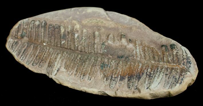 Million Year Old Fern Fossil - #5732